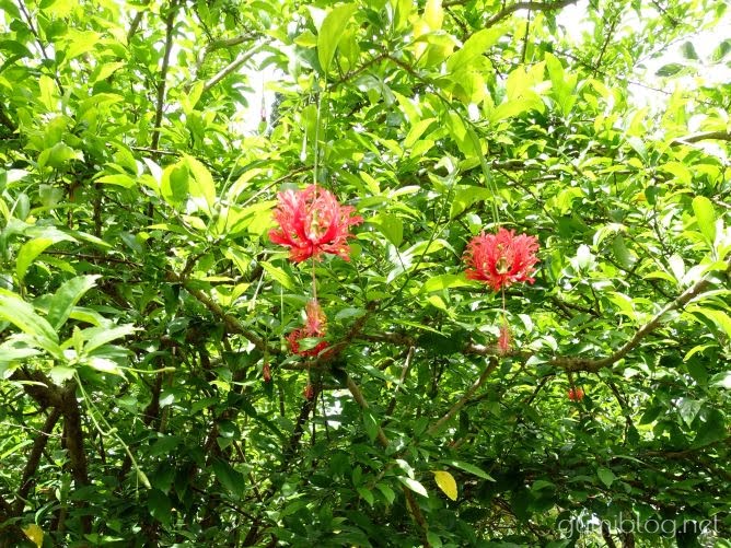 日本でココだけ！ヤシ並木がある東南植物楽園の楽しみ方３つ！割引有