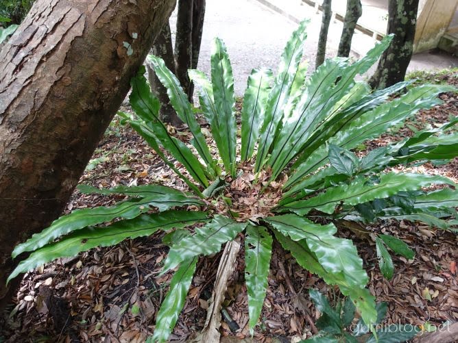 沖縄やんばるの森でオオタニワタリの新芽を発見