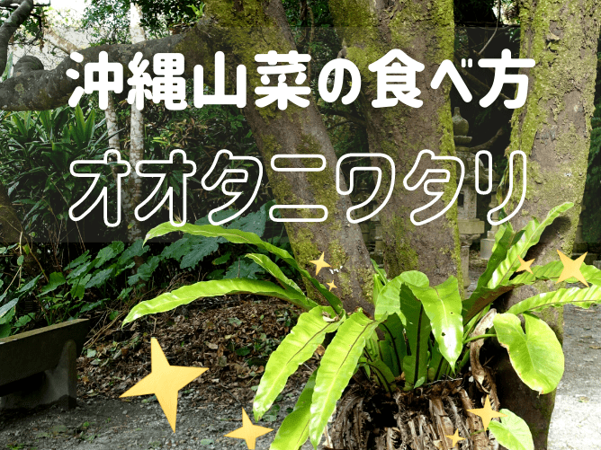 沖縄野菜 オオタニワタリの食べ方と販売場所 やんばるの森でも発見 グミブログ