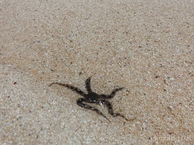 百合ヶ浜のクモヒトデ