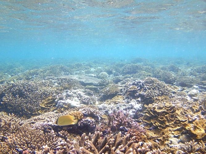 古宇利島のトケイ浜の魚