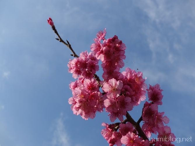 沖縄の1月の「イベント」は花まつりなど