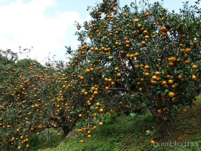 沖縄の2月の「旬の食べ物」果物など