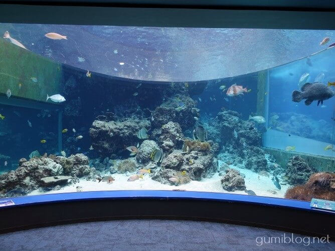 沖縄美ら海水族館の水槽