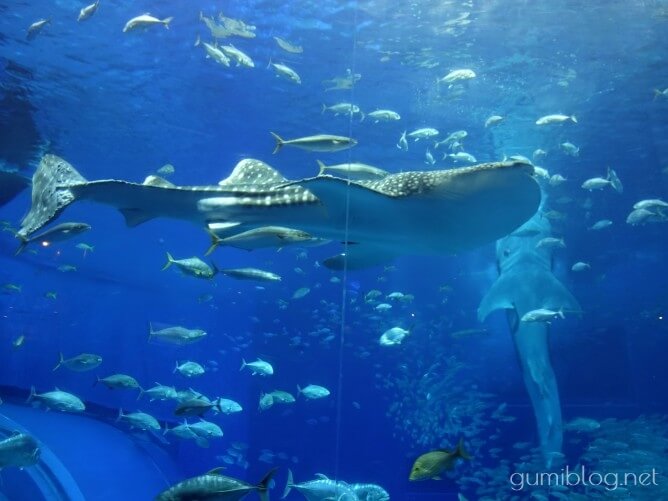 沖縄美ら海水族館は割引チケットやクーポンを活用してお得に