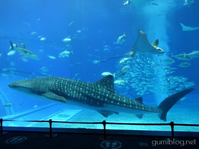 沖縄美ら海水族館の「ジンベエザメ」について