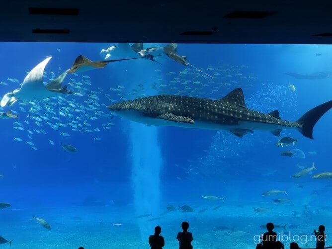 沖縄美ら海水族館「黒潮の海」