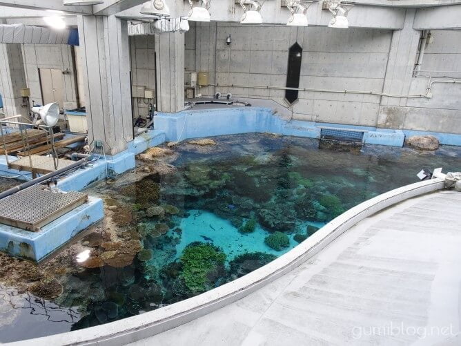 沖縄美ら海水族館の「サンゴの海」水槽