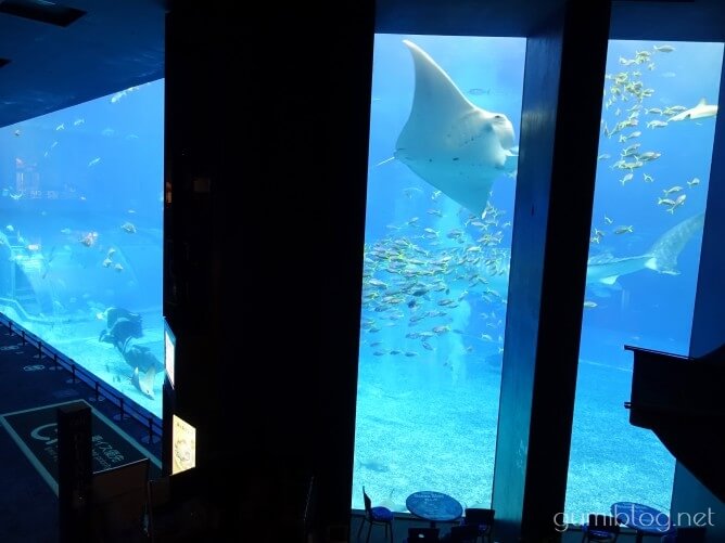 沖縄美ら海水族館のジンベエザメが見えるカフェ